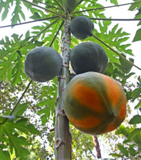 Papája červená - Carica papaya - osivo papáji - 5 ks