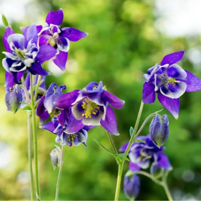 Orlíček obecný Blue Star - Aquilegia vulgaris - osivo orlíčku - 30 ks