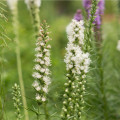 Šuškarda klasnatá bílá Floristan White - Liatris spicata - osivo šuškardy - 20 ks