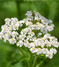 Řebříček obecný bílý - Achillea millefolium - osivo řebříčku - 500 ks