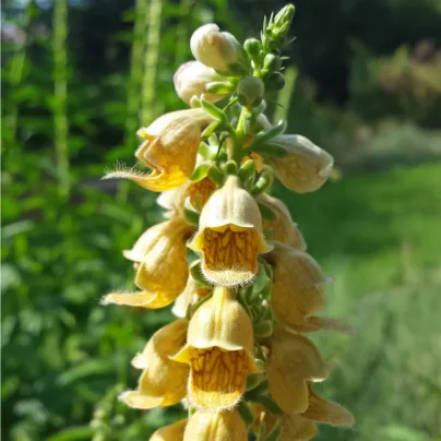 Náprstník žlutý - Digitalis lutea - osivo náprstníku - 60 ks