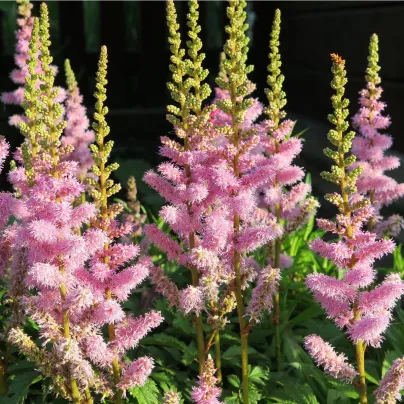 Čechrava arendsii růžová - Astilbe arendsii rose - osivo čechravy - 10 ks