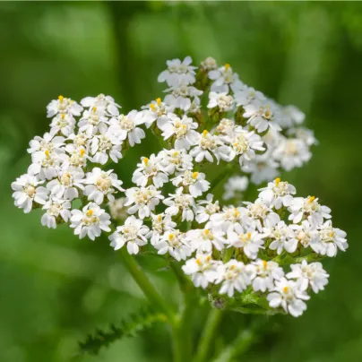 Řebříček obecný Yarrow - Achillea millefolium - osivo řebříčku - 200 ks