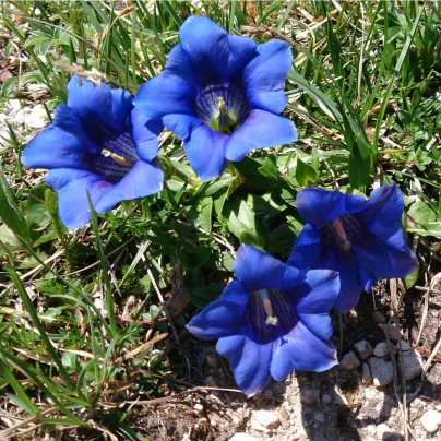 Hořec bezlodyžný - Gentiana acaulis - osivo hořce - 8 ks