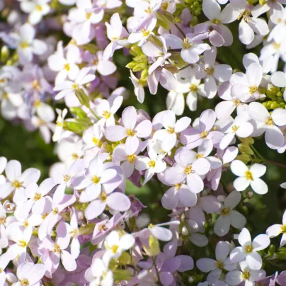 Huseník růžový - Arabis arendsii - osivo huseníku - 100 ks