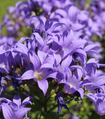 Zvonek klubkatý - Campanula glomerata - osivo zvonku - 600 ks