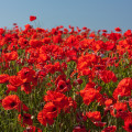 Mák vlčí směs barev - Papaver rhoeas - osivo máku - 200 ks