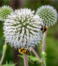 Bělotrn kulatohlavý - Echinops sphaerocephalus - osivo bělotrnu - 6 ks