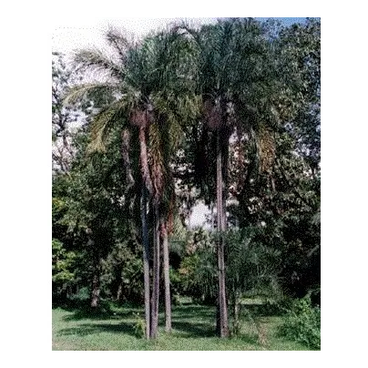 Palma madagaskarská - Dypsis madagascariensis - osivo palmy - 3 ks