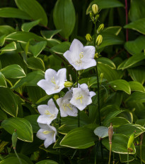 Zvonek bílý karpatský - Campanula carpatica - osivo zvonku - 0,03 g