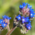 Pilát lékařský - Anchusa officinalis - osivo pilátu - 10 ks