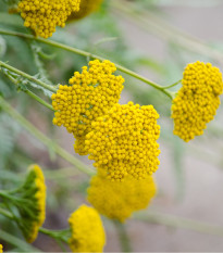 Řebříček tužebníkový Cloth of Gold - Achillea filipendula - osivo řebříčku - 800 ks