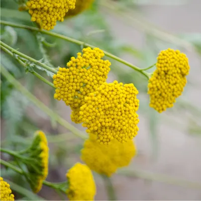 Řebříček tužebníkový Cloth of Gold - Achillea filipendula - osivo řebříčku - 800 ks