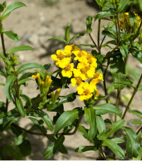 Aksamitník mexický - Mexický taragon - Tagetes lucida - osivo aksamitníku - 0,2 g