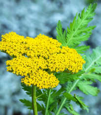 Řebříček tužebníkový Parkers žlutý - Achillea filipendulina - osivo řebříčku - 900 ks