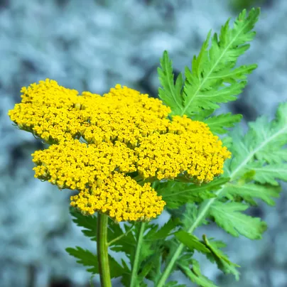 Řebříček tužebníkový Parkers žlutý - Achillea filipendulina - osivo řebříčku - 900 ks