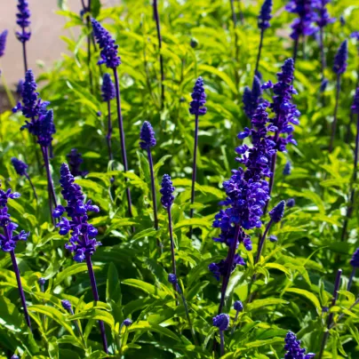 Šalvěj transylvanská Blue Spires - Salvia transylvanica - osivo šalvěje - 12 ks