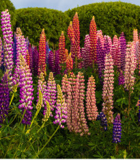 Lupina mnoholistá směs - Vlčí Bob - Lupinus polyphyllus - osivo lupiny - 40 ks