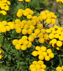 Kopretina vratič - Vratič obecný - Tanacetum vulgare - osivo kopretiny - 0,4 g