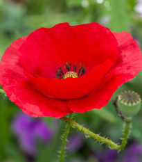 Mák vlčí červený - Papaver rhoeas - osivo máku - 250 ks