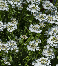 Huseník bílý - Arabis alpina- osivo huseníku - 200 ks