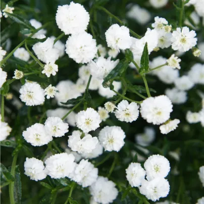 Řebříček Bertrám Perla - Achillea ptarmica - osivo řebříčku - 200 ks