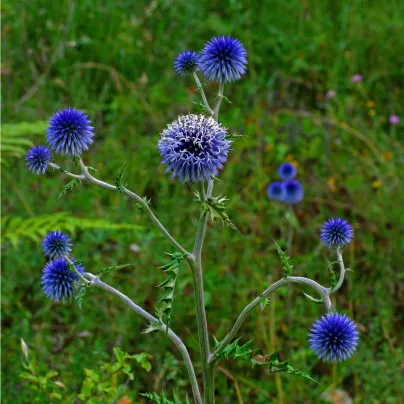 Bělotrn modrý - Echinops ritro - osivo bělotrnu - 6 ks