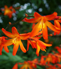 Montbrécie Masonorum - Crocosmia - hlízy montbrécie - 4 ks