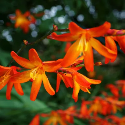 Montbrécie Masonorum - Crocosmia - hlízy montbrécie - 4 ks