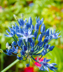 Česnek azurový - Allium caeruleum - cibule česneků - 3 ks