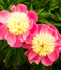 Pivoňka Bowl of Beauty - Paeonia lactiflora - hlízy pivoněk - 1 ks