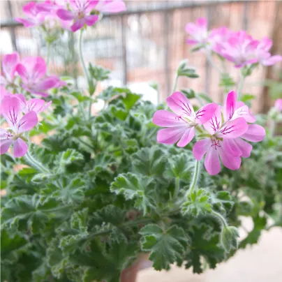 Pelargonie vonná Attar of Roses - Pelargonium capitatum - osivo muškátu - 4 ks