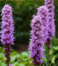 Šuškarda klasnatá fialová Floristan Violet - Liatris spicata - osivo šuškardy - 20 ks