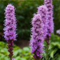 Šuškarda klasnatá fialová Floristan Violet - Liatris spicata - osivo šuškardy - 20 ks