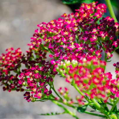 Řebříček obecný Cerise Queen - Achillea millefolium - osivo řebříčku - 500 ks