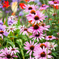 Třapatkovka bledá - Echinacea pallida - osivo třapatkovky - 15 ks