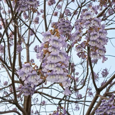 Paulovnie plstnatá - Paulownia tomentosa - osivo paulovnie - 15 ks