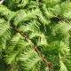 Metasekvoj čínská - Metasequoia glyptostroboides - osivo metasekvoje - 10 ks