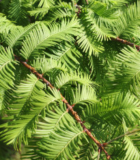 Metasekvoj čínská - Metasequoia glyptostroboides - osivo metasekvoje - 10 ks