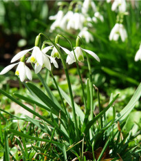 Sněženka podsněžník - Galanthus nivalis - cibule sněženek - 3 ks