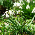 Sněženka podsněžník - Galanthus nivalis - cibule sněženek - 3 ks