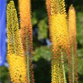 Liliochvostec úzkolistý Kleopatra - Eremurus - hlízy liliochvostců - 1 ks