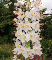 Liliochvostec úzkolistý Robustus - Eremurus - hlízy liliochvostců - 1 ks