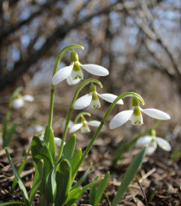 Sněženka Elwésova - Galanthus elwesii - cibule sněženek - 3 ks