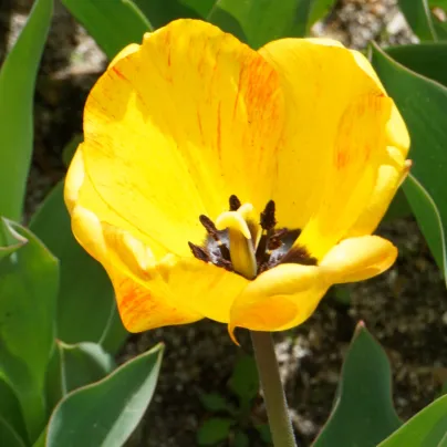 Tulipán Golden Apeldoorn - Tulipa - cibule tulipánů - 3 ks