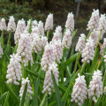 Modřenec růžový - Muscari Pink Sunrise - cibule modřenců - 2 ks