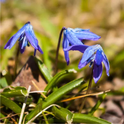 Ladoňka sibiřská modrá - Scilla siberica - cibule ladoňek - 3 ks