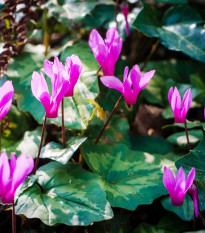 Brambořík břečťanolistý - Cyclamen Hederifolium - hlízy bramboříků - 1 ks