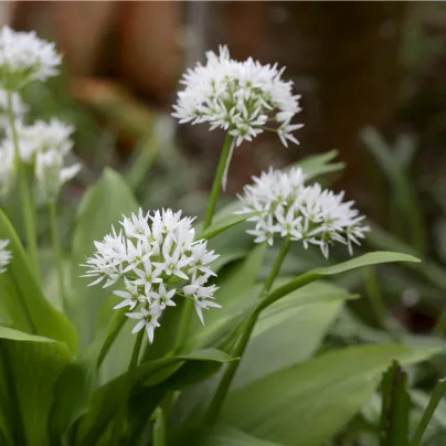 Česnek medvědí - Allium ursinum - cibule medvědího česneku - 3 ks