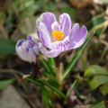 Krokus Pickwick - Crocus - hlízy krokusů - 3  ks